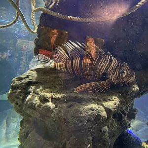 Lionfish 240122
