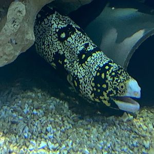 Snowflake moray eel 240122