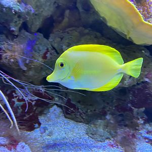 Yellow tang 240122