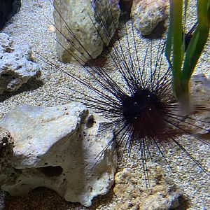 Longspined sea urchin 240122