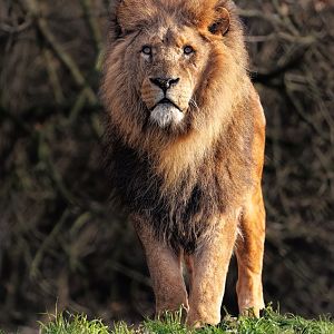 Zero - African Lion / Africa Alive! / 19-1-2022