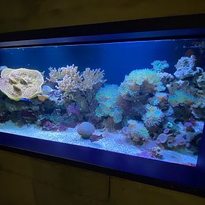 Display tank 240122