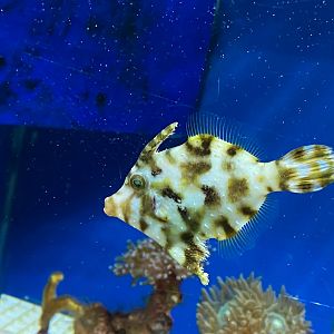 Bristletail filefish 240122