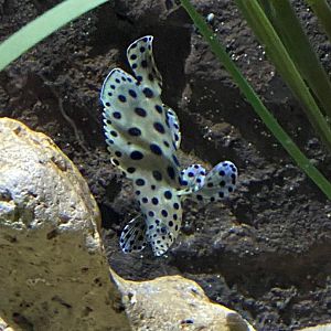 Panther grouper 240122