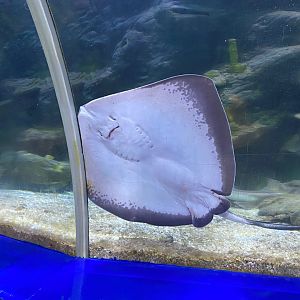 Southern stingray 240122