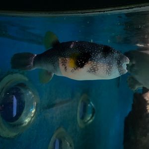 Dogface puffer fish 240122