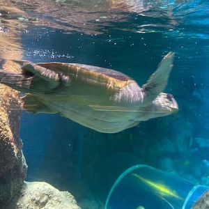 Loggerhead turtle 240122