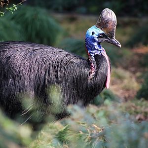 Southern Cassowary
