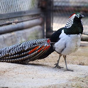 Lady Amherst's Pheasant