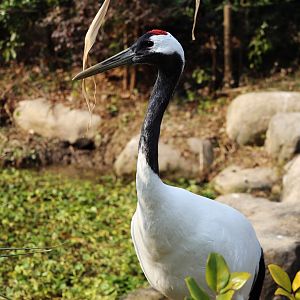Red-crowned Crane