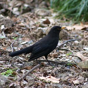 Chinese Blackbird (Turdus mandarinus), Wild
