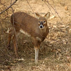 Water Deer (Hydropotes inermis)