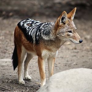 Black-backed Jackal
