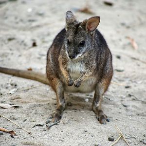 Parma Wallaby
