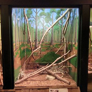 Jan. 2022 - Wild Florida - Reptiles of Florida - Florida Kingsnake Exhibit