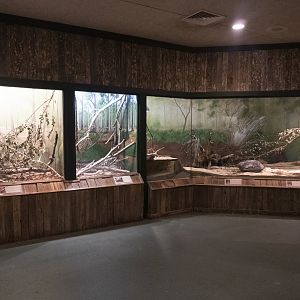 Jan. 2022 - Wild Florida - Reptiles of Florida - General View
