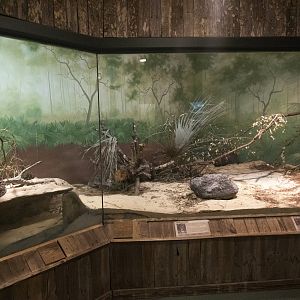 Jan. 2022 - Wild Florida - Reptiles of Florida - Eastern Diamondback Rattlesnake/Florida Box Turtle Exhibit
