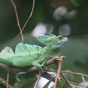 Plumed basilisk