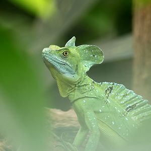 Plumed basilisk