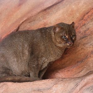 Jaguarundi
