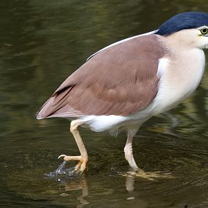 Nankeen Night Heron (Nycticorax caledonicus)