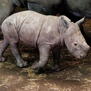 Southern White Rhino calf / 19-1-2022 / Africa Alive!