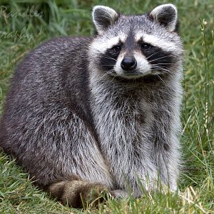 Common raccoon (Procyon lotor)