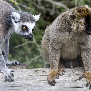 Red-fronted lemur (Eulemur rufifrons)