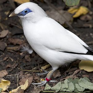 Bali starling (Leucopsar rothschildi)