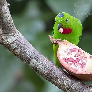 Blue-crowned hanging parrot (Loriculus galgulus)