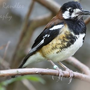 Chestnut-backed thrush (Geokichla dohertyi)