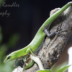 Emerald tree skink (Lamprolepis smaragdina)