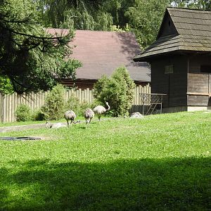 Enclourse of capibaras and nandu