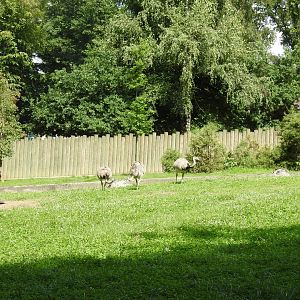 Enclourse of capibaras and nandu