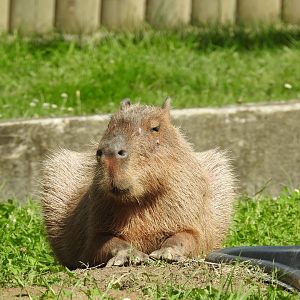 Capibara on enclourse