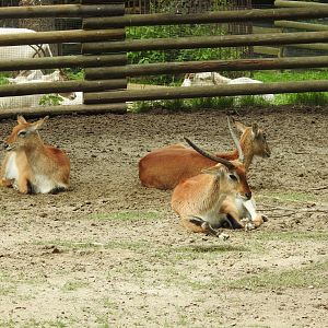 Kafue lechwe exhibit