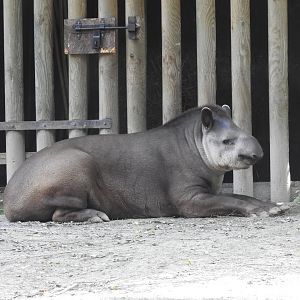 Brazilian tapir