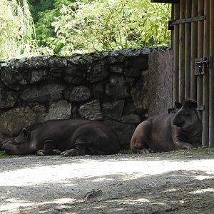 group of Brazilian tapirs