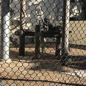 Chimpanzees at the San Francisco Zoo