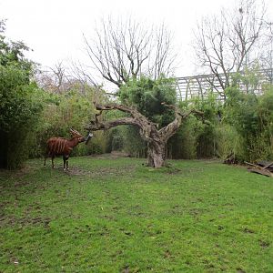 Bongo in its enclosure (02/02/2022)