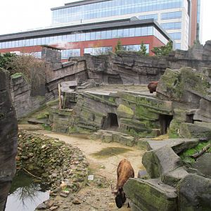 Takin exhibit (02/02/2022)