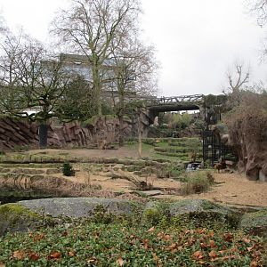 Lion exhibit (02/02/2022)