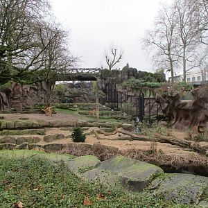 Lion exhibit (02/02/2022)