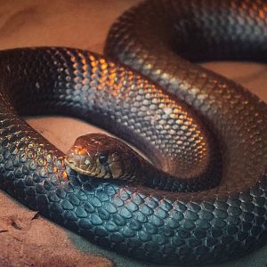 Jan. 2022 - Wild Florida - Reptiles of Florida - Eastern Indigo Snake