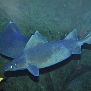 Angular rough shark (Oxynotus centrina)