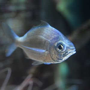 Flagfin mojarra (Eucinostomus melanopterus)