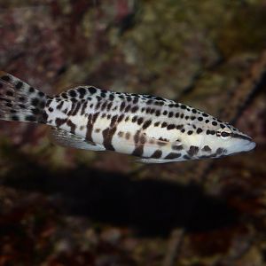 Harlequin bass (Serranus tigrinus)