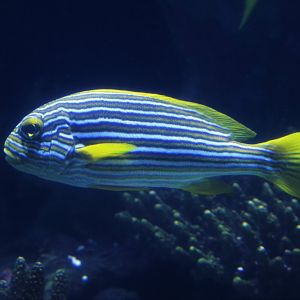 Ribboned sweetlips (Plectorhinchus polytaenia)