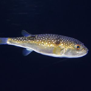 Grass puffer (Takifugu niphobles)
