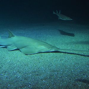 Green sawfish (Pristis zijsron)